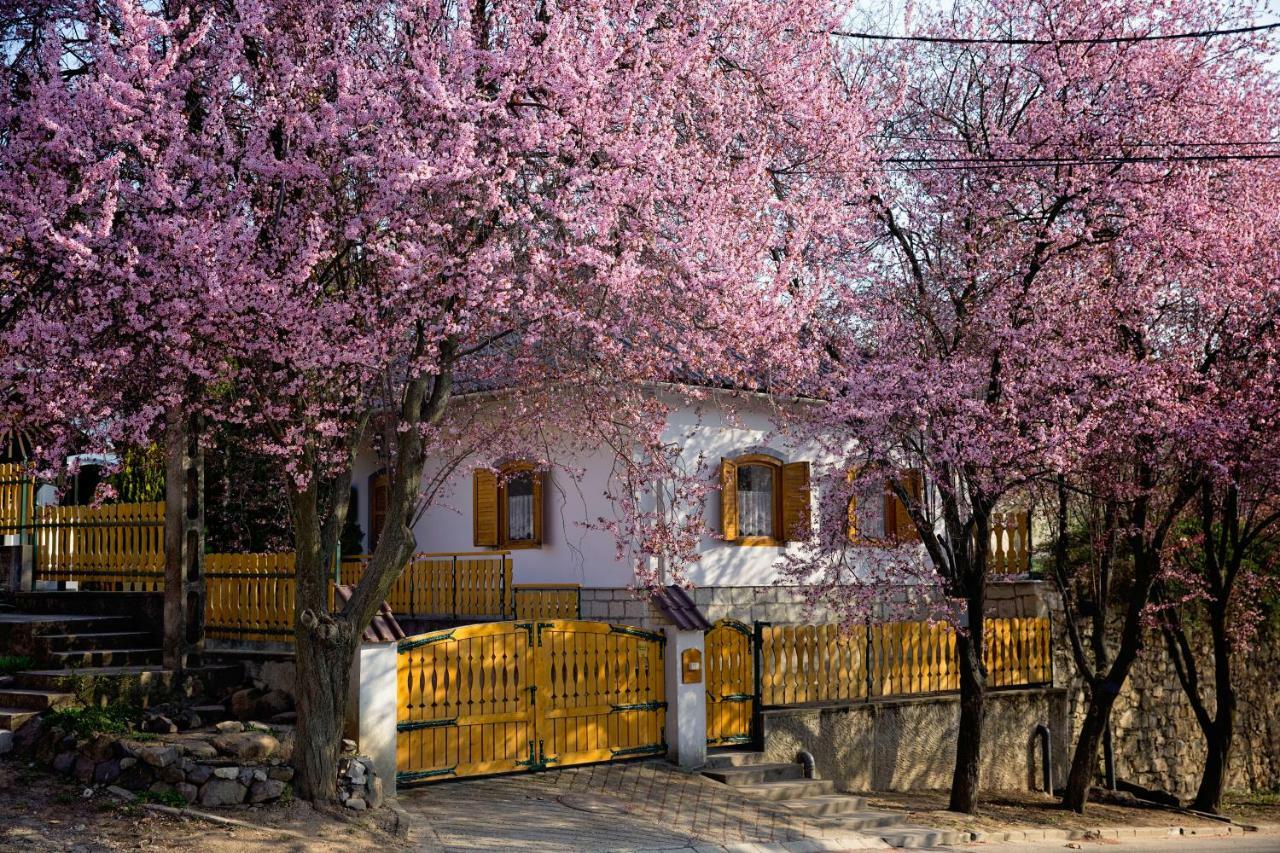 Antaloczy Vendeghaz Apartment Tokaj Exterior photo